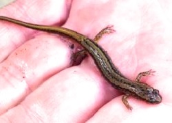 The long-term decline in Spring Peeper numbers on Mt. Mansfield bottomed out in 2010 and populations appear to be recovering. <br><br>Eastern Red-backed Salamanders continue a dramatic increase in numbers on the western slopes of Mt. Mansfield.